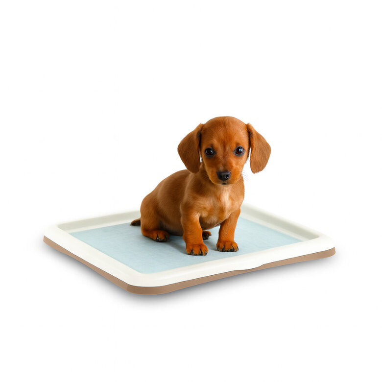 Nice Care Tabuleiro higiénico Gastone Azul para cães,  Imagem número 1 Nice Care Tabuleiro higiénico Gastone Azul para cães, , large Imagem número 1