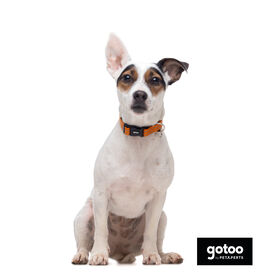 Gotoo Coleira refletora de nylon laranja para cães