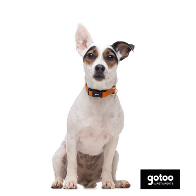 Gotoo Coleira refletora de nylon laranja para cães