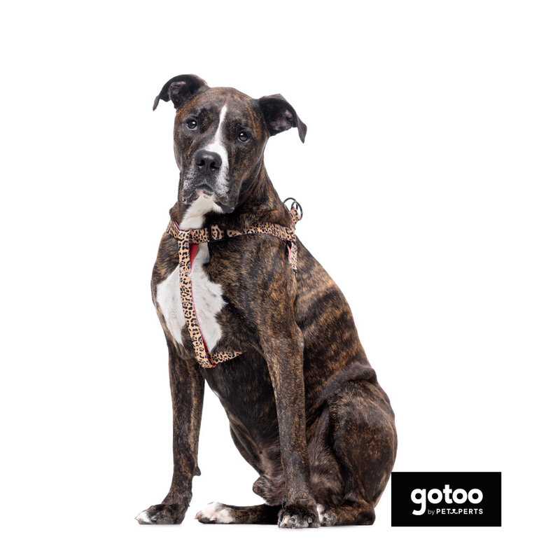 Gotoo Peitoral estampado leopardo castanha para cães,  Imagem número 6 Gotoo Peitoral estampado leopardo castanha para cães, , large Imagem número 6
