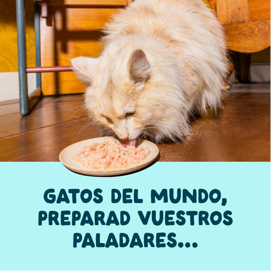 70 g Edgard & Cooper Alimento h&uacute;mido de atum e camar&atilde;o em lata para gatos, , large Imagem n&uacute;mero 2