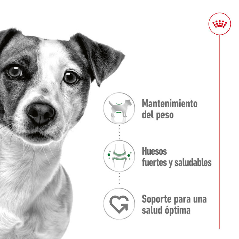 195 g Royal Canin Mini Adult Patâ em lata para cães,  Imagem número 3 195 g Royal Canin Mini Adult Patâ em lata para cães, , large Imagem número 3