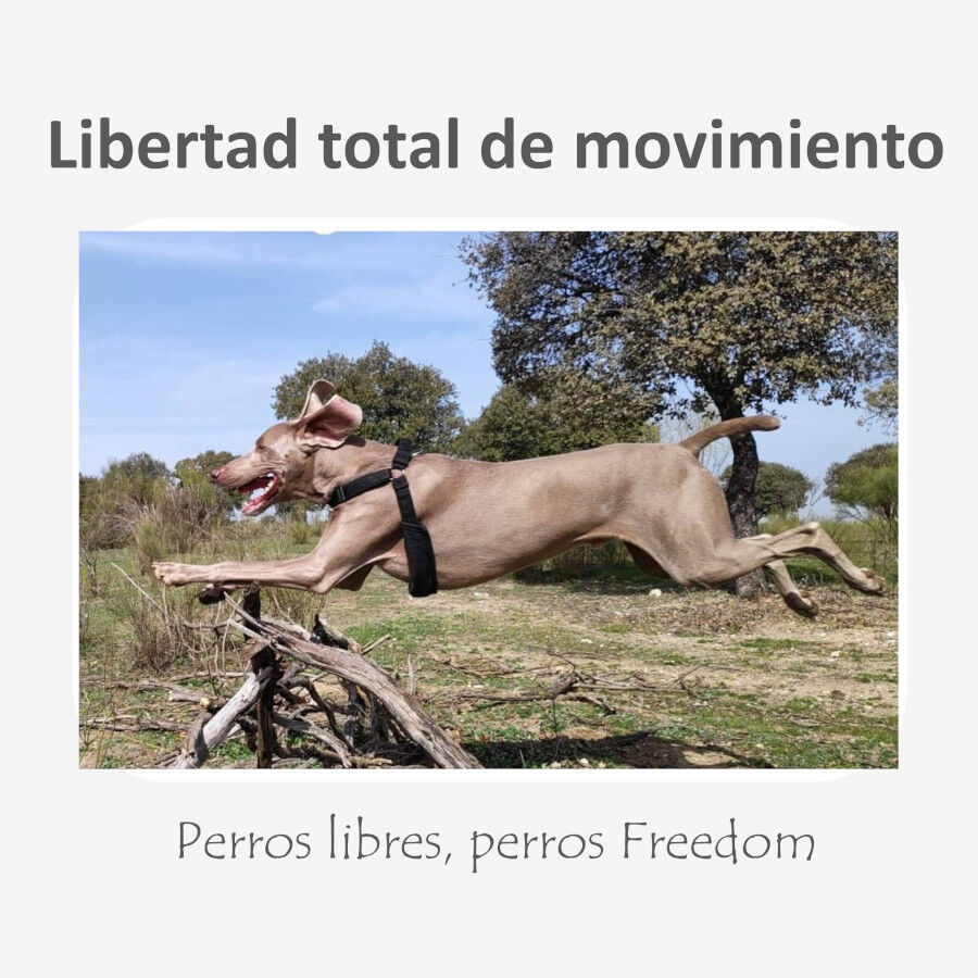 Freedom and Color Anti-pux&atilde;o Azul para c&atilde;es, , large Imagem n&uacute;mero 5