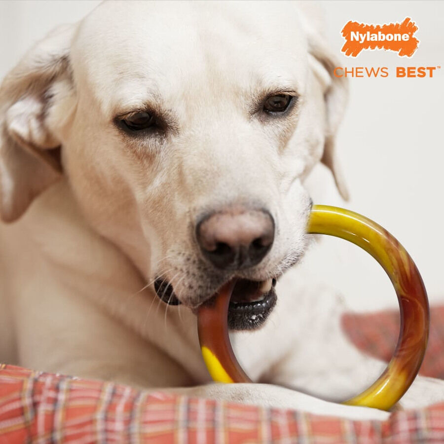 Nylabone Extreme Chew Ring Mordedor Redondo com Sabor a Hamb&uacute;rguer para c&atilde;es, , large Imagem n&uacute;mero 3