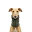 Gotoo Cachecol Polar Verde para c&atilde;es, , large Indicador imagem n&uacute;mero 7