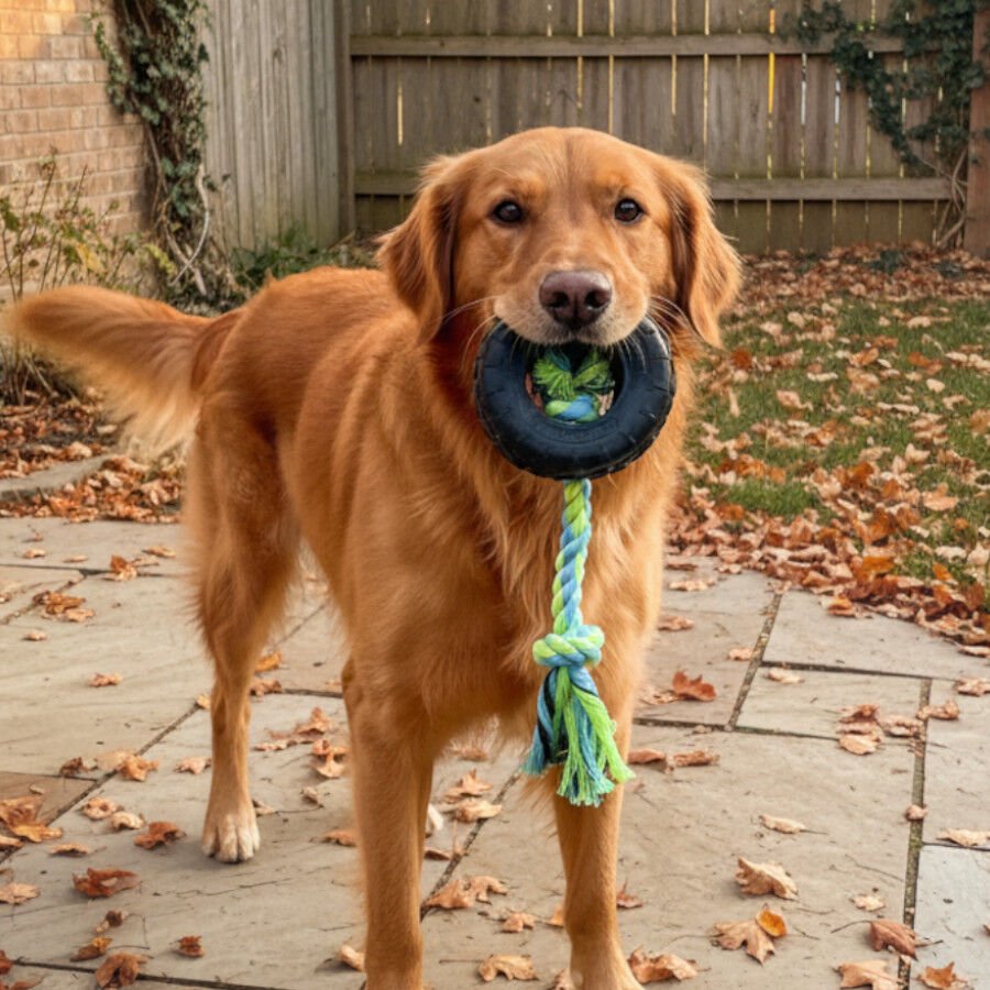 Tootoy! Pull Mordedor pneu de corda pequeno para c&atilde;es, , large Imagem n&uacute;mero 1