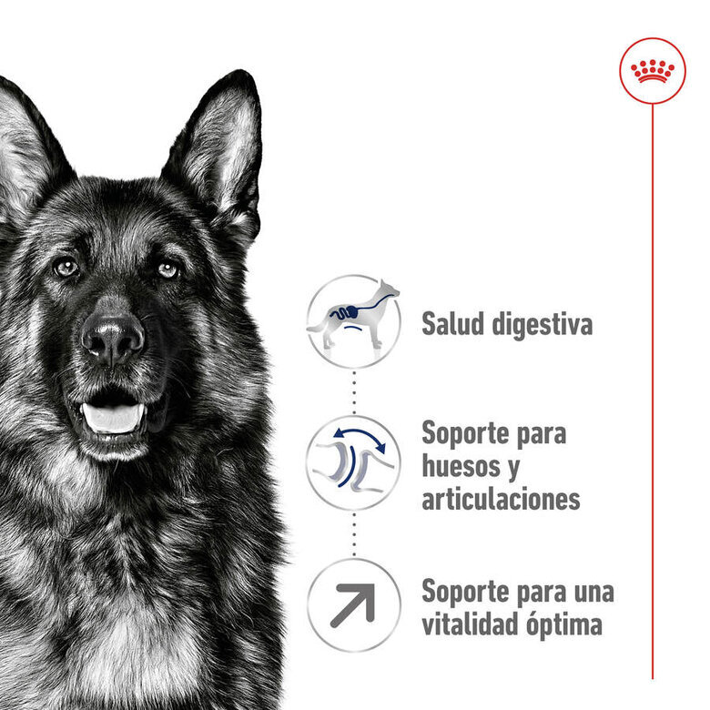 15 kg Royal Canin Maxi Adult 5+ ração para cães seniores de raça grande,  Imagem número 6 15 kg Royal Canin Maxi Adult 5+ ração para cães seniores de raça grande, , large Imagem número 6