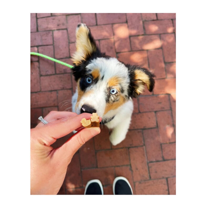 28 sticks Whimzees Puppy XS/S Snacks Dentários Naturais para cachorros,  Imagem número 3 28 sticks Whimzees Puppy XS/S Snacks Dentários Naturais para cachorros, , large Imagem número 3