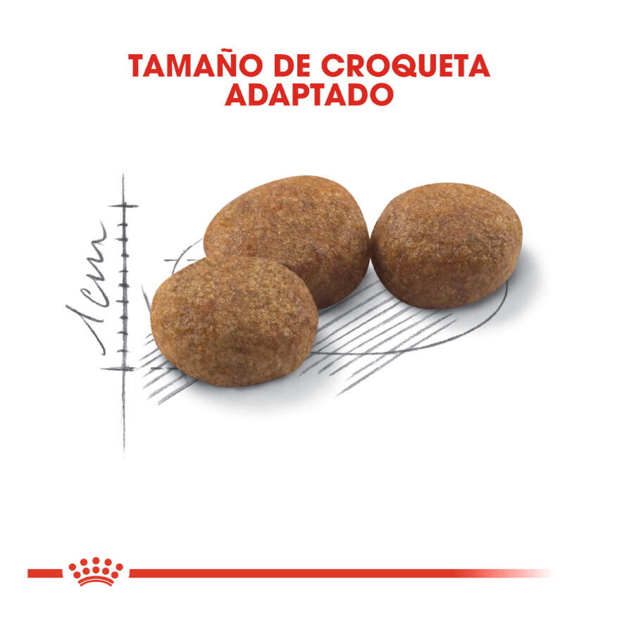 10 kg Royal Canin Regular Sterilised 37 ra&ccedil;&atilde;o para gatos, , large Imagem n&uacute;mero 3