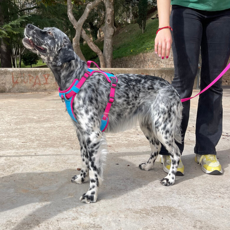 Freedog Cool Pro Tech Peitoral Desportivo Fúscia para cães,  Imagem número 4 Freedog Cool Pro Tech Peitoral Desportivo Fúscia para cães, , large Imagem número 4