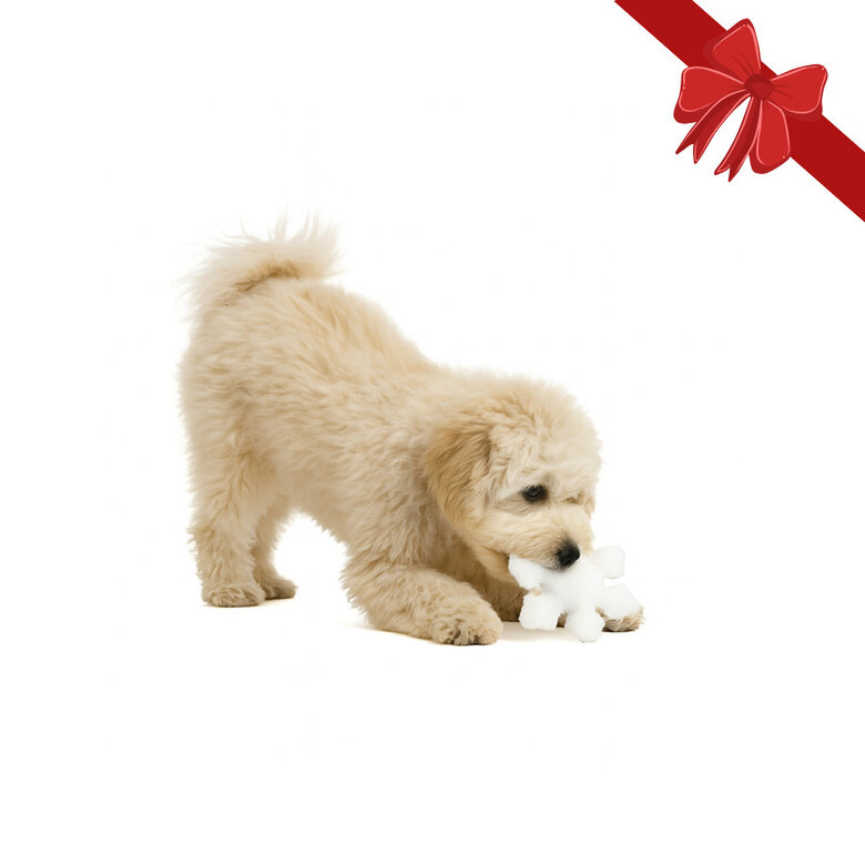 Wonder Christmas Peluche Floco de Neve de Natal para Cães,  Imagem número 1 Wonder Christmas Peluche Floco de Neve de Natal para Cães, , large Imagem número 1