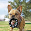 Kong Extreme Ring mordedor para cães, , large Indicador imagem número 2