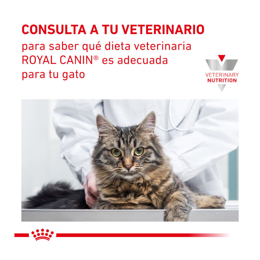 2 kg Royal Canin Veterinary Mobility ra&ccedil;&atilde;o para gatos, , large Imagem n&uacute;mero 9