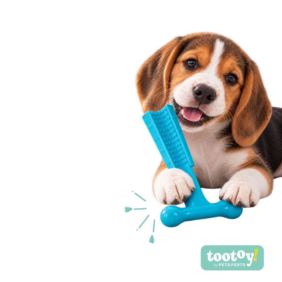 Tootoy! Puppy Mordedor Osso em T Azul para cachorros, , large Imagem n&uacute;mero 7