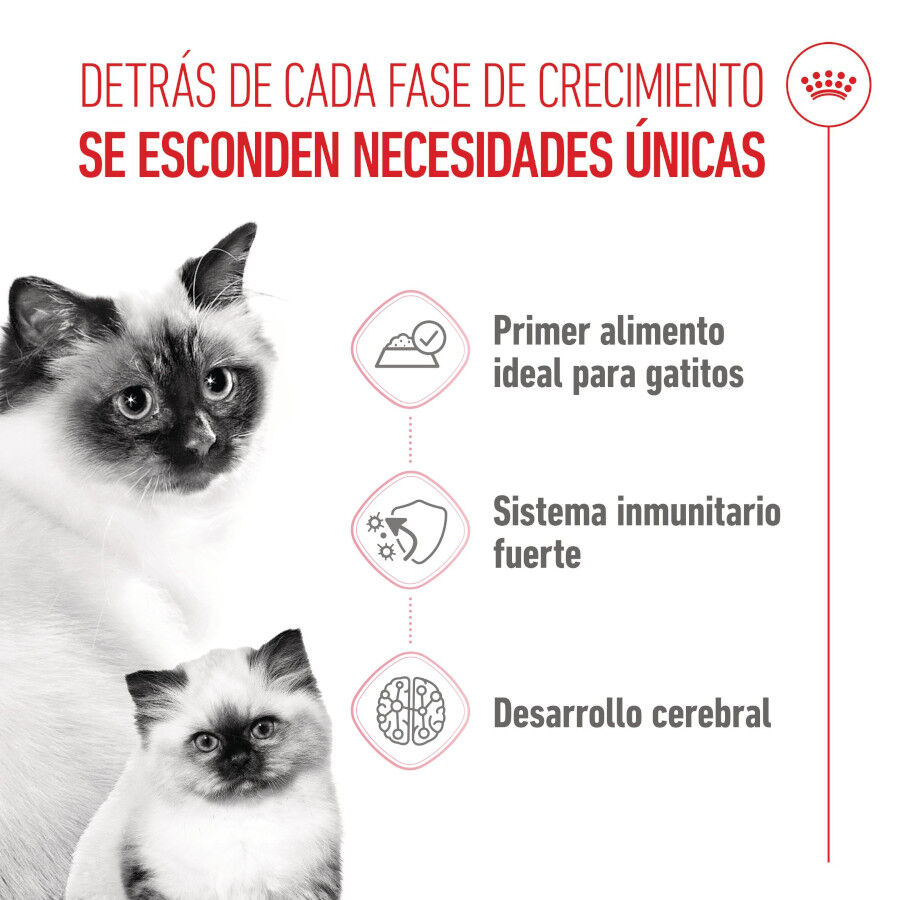 195 g Royal Canin Mother Baby mousse latas para gatos, , large Imagem n&uacute;mero 3