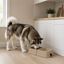 Leeby Comedouro Duplo Quadrado Taupe para c&atilde;es, , large Indicador imagem n&uacute;mero 1