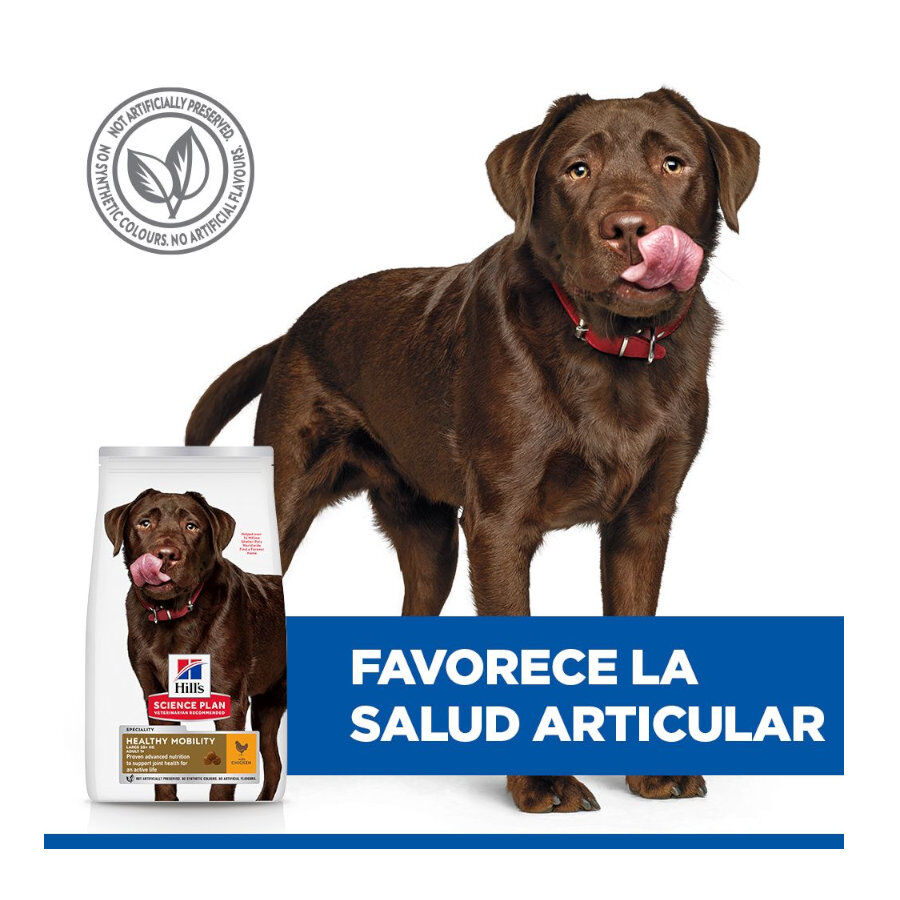 12 kg Hill's Science Plan Healthy Mobility Adult Large Frango ra&ccedil;&atilde;o para c&atilde;es, , large Imagem n&uacute;mero 5