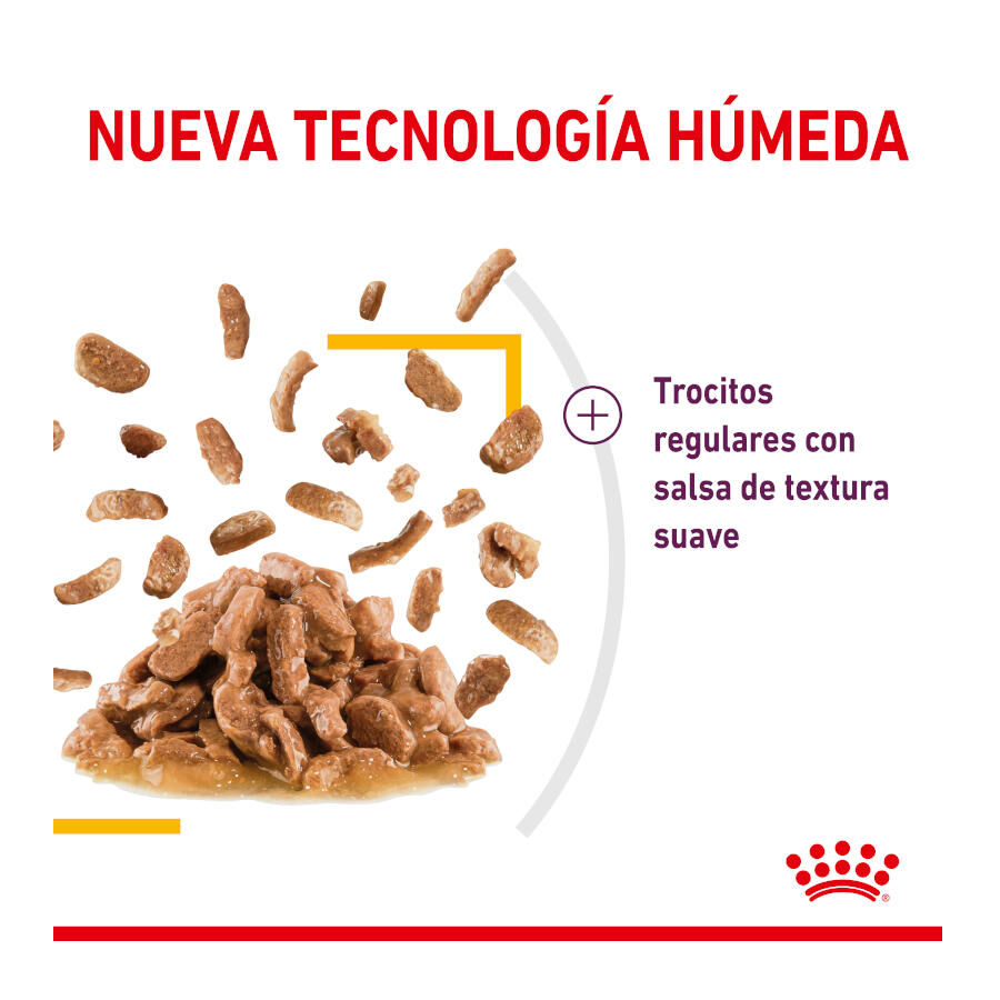 85 g Royal Canin Adult Sensory Taste molho saqueta para gatos, , large Imagem n&uacute;mero 3