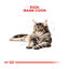 4 kg Royal Canin Adult Maine Coon ração para gatos, , large Indicador imagem número 4