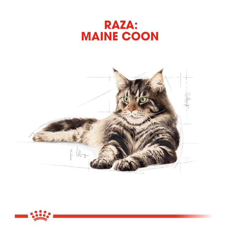 Royal Canin Adult Maine Coon ração para gatos, , large image number null