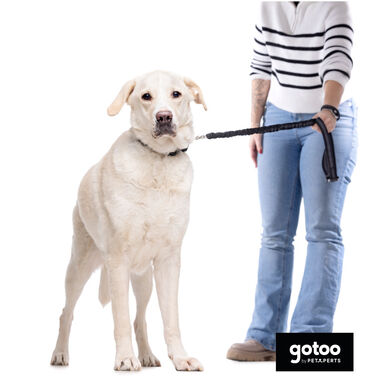 Gotoo Trela dupla para cães