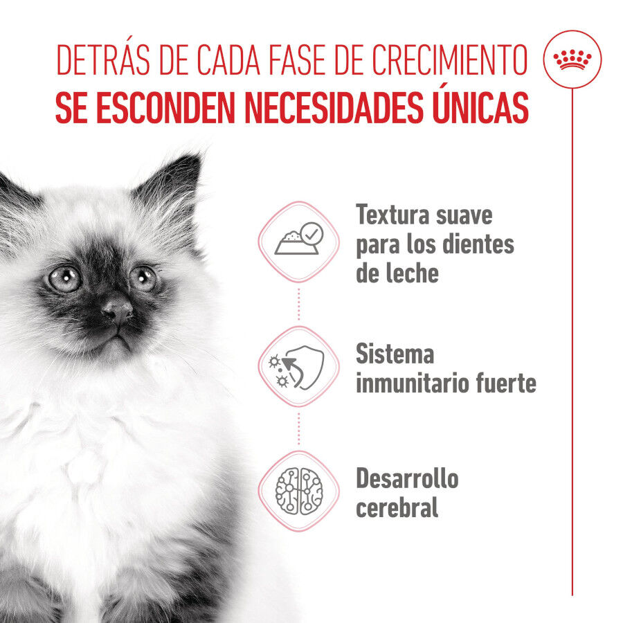 48 saquetas x 85 g Royal Canin Kitten Alimento H&uacute;mido para gatinhos Pack poupan&ccedil;a!, , large Imagem n&uacute;mero 3