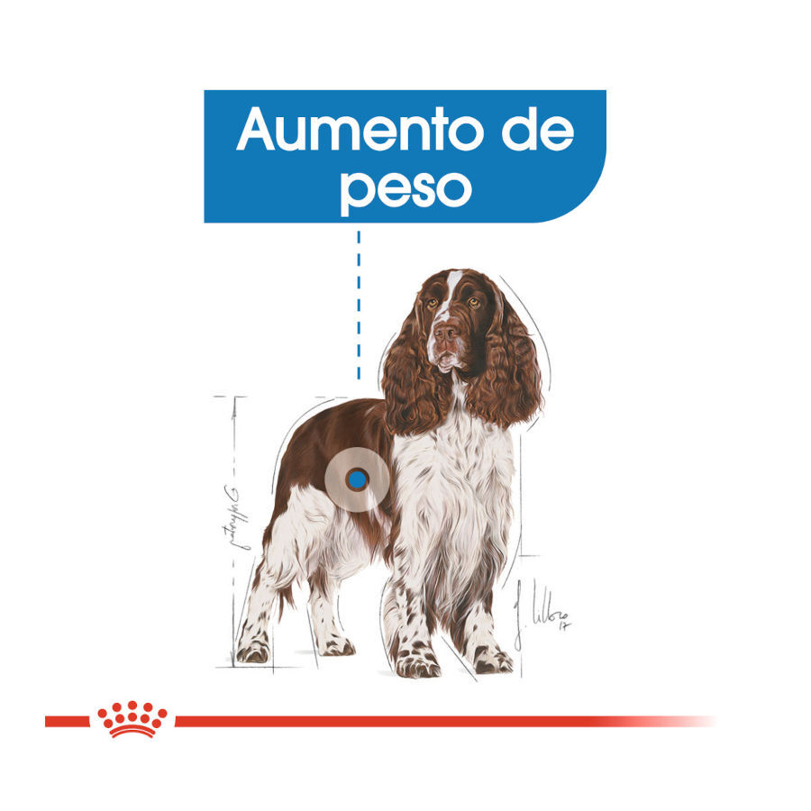 12 kg Royal Canin Medium Light Weight Care ra&ccedil;&atilde;o para c&atilde;es, , large Imagem n&uacute;mero 5