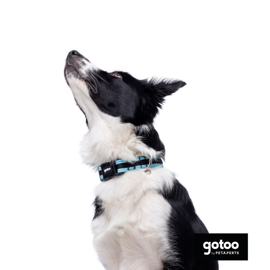 Gotoo Coleira mesh turquesa para c&atilde;es, , large Imagem n&uacute;mero 3