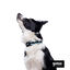 Gotoo Coleira mesh turquesa para c&atilde;es, , large Indicador imagem n&uacute;mero 3