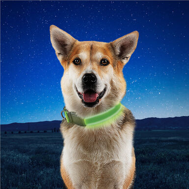 Nite Ize NiteDog Coleira LED Recarregável Verde para cães