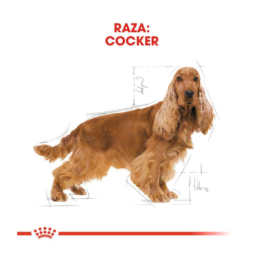12 kg Royal Canin Adult Cocker ra&ccedil;&atilde;o para c&atilde;es, , large Imagem n&uacute;mero 4