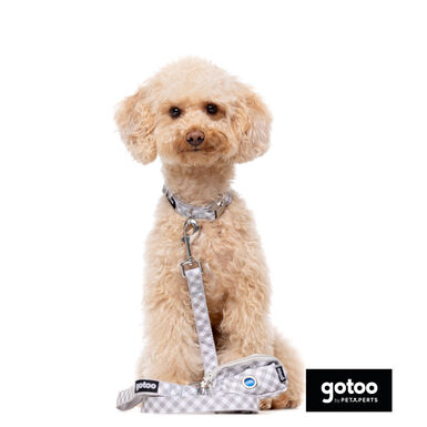 Gotoo Trela estampada em xadrez vichy cinza para cães