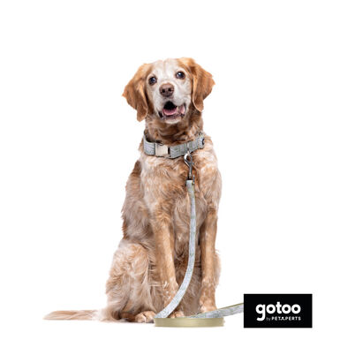 Trela estampada folhas para cães