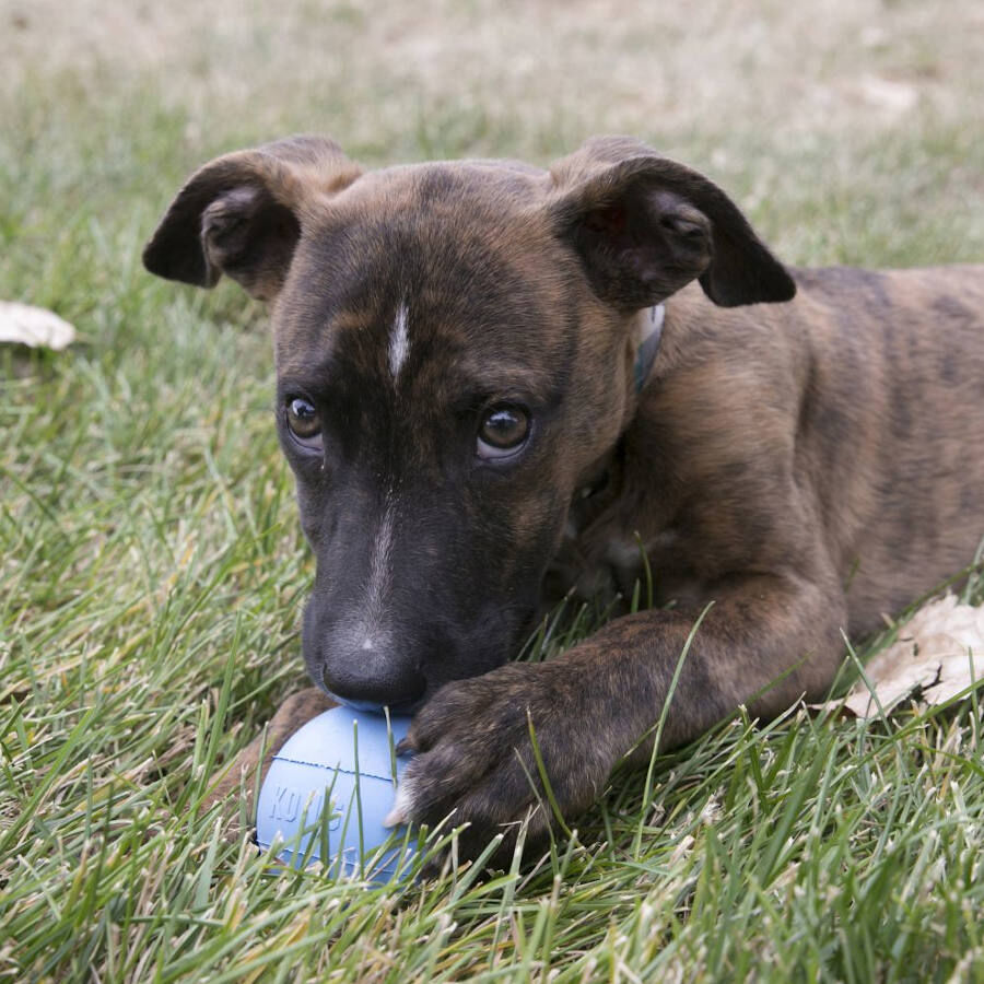 Kong Puppy Bola com buraco para c&atilde;es, , large Imagem n&uacute;mero 2