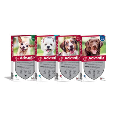 Bayer Advantix Pipetas antiparasitas para cães - Pack 4