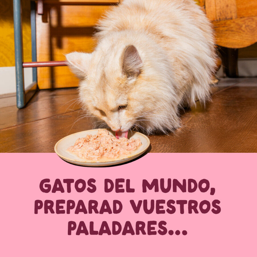 70 g Edgard & Cooper Filetes de Pollo y Gambas Lata para gatos, , large Imagem n&uacute;mero 2