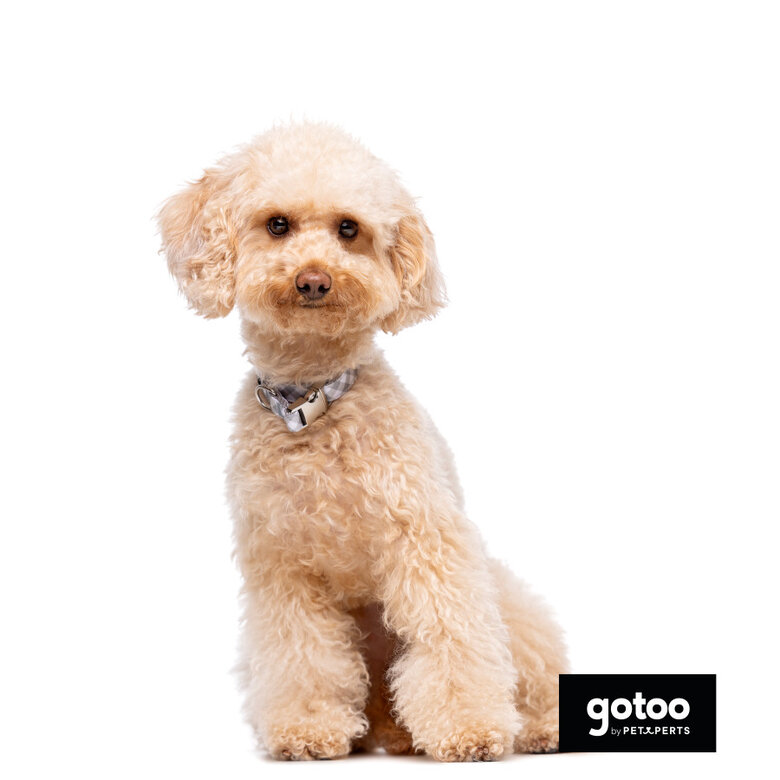 Gotoo Coleira estampada xadrez para cães,  Imagem número 4 Gotoo Coleira estampada xadrez para cães, , large Imagem número 4