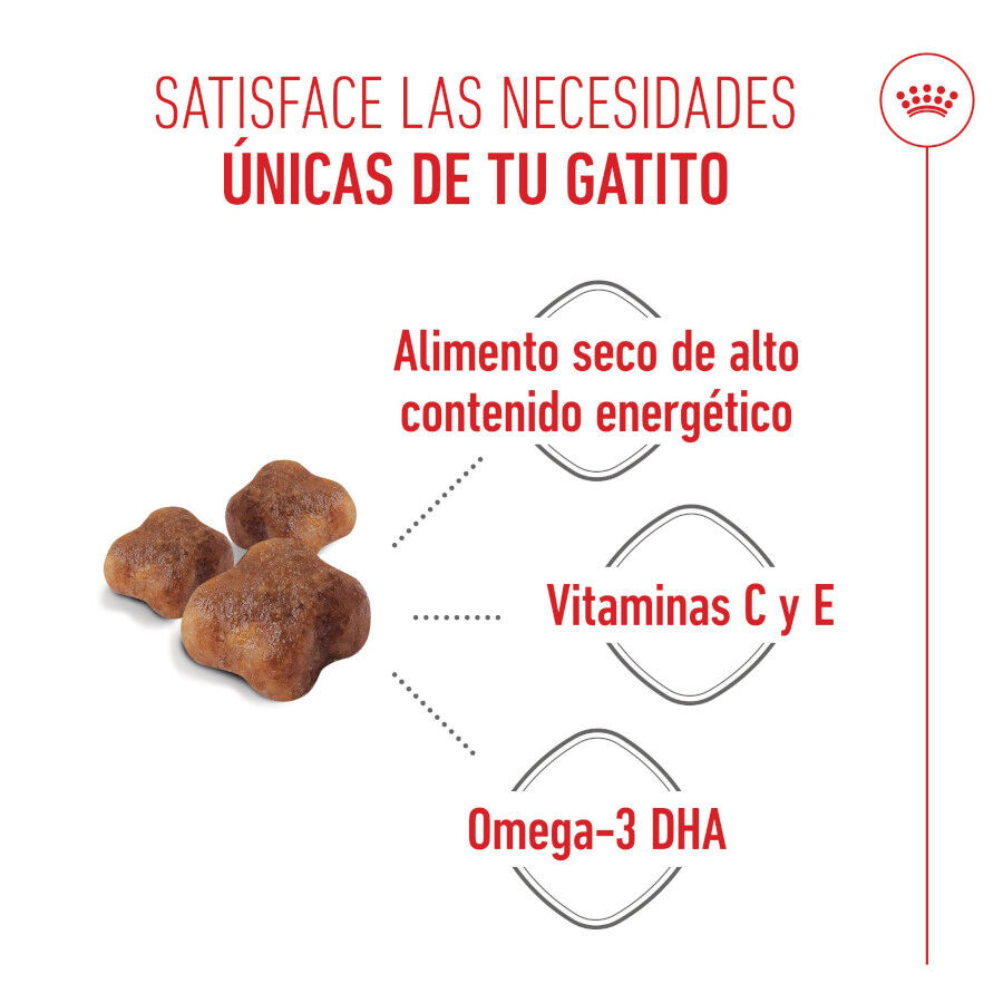 2 x 4 kg Royal Canin Mother & Baby ra&ccedil;&atilde;o para gatos Pack poupan&ccedil;a!, , large Imagem n&uacute;mero 4