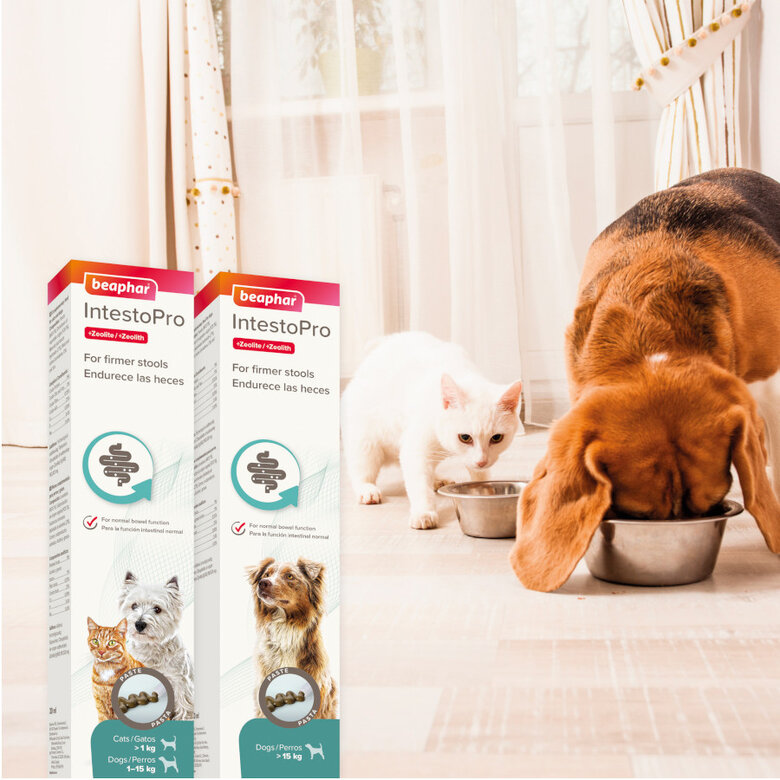 20 ml Beaphar IntestoPro Regulador intestinal em pasta para cães e gatos,  Imagem número 2 20 ml Beaphar IntestoPro Regulador intestinal em pasta para cães e gatos, , large Imagem número 2