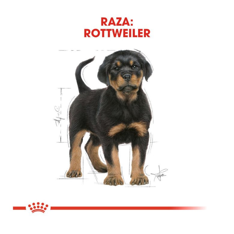 12 kg Royal Canin Puppy Rottweiler ração para cães,  Imagem número 4 12 kg Royal Canin Puppy Rottweiler ração para cães, , large Imagem número 4