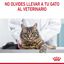 85 g Royal Canin Digestive Sensitive saquetas para gatos, , large Indicador imagem número 4