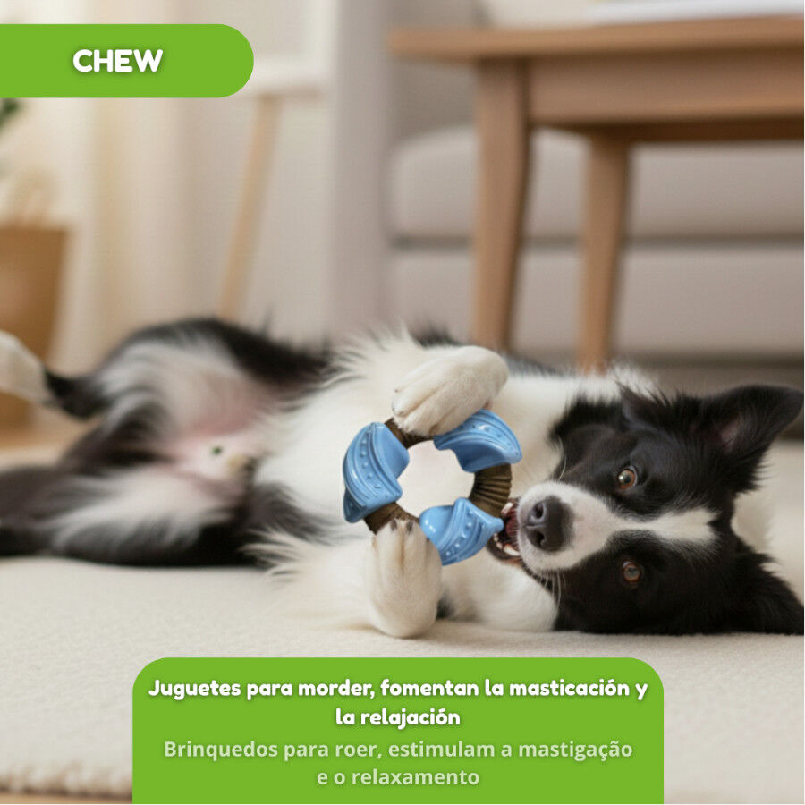 Tootoy! Chew Mordedor anel dent&aacute;rio para c&atilde;es, , large Imagem n&uacute;mero 5