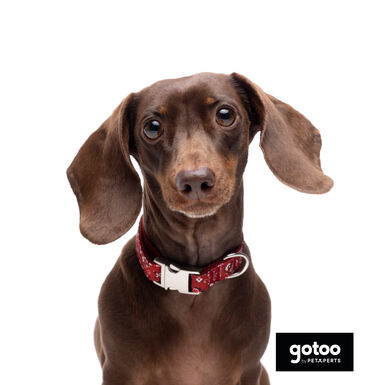 Gotoo Coleira estampada vermelha para cães