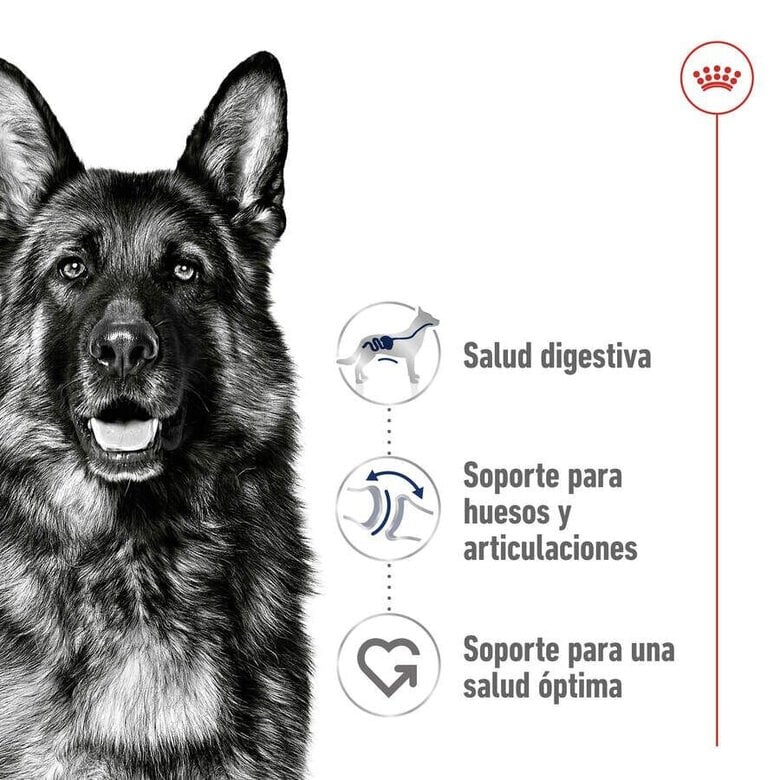 15 kg Royal Canin Maxi Adult ração para cães,  Imagem número 5 15 kg Royal Canin Maxi Adult ração para cães, , large Imagem número 5