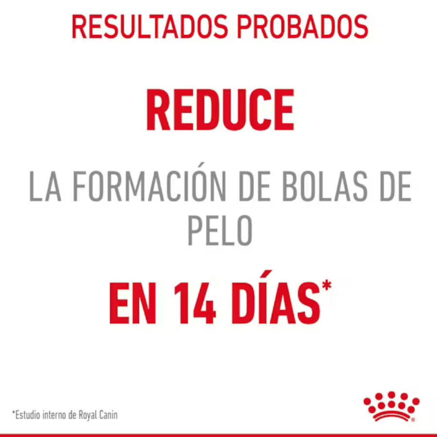 10 kg Royal Canin Intense Hairball ra&ccedil;&atilde;o para gatos, , large Imagem n&uacute;mero 6