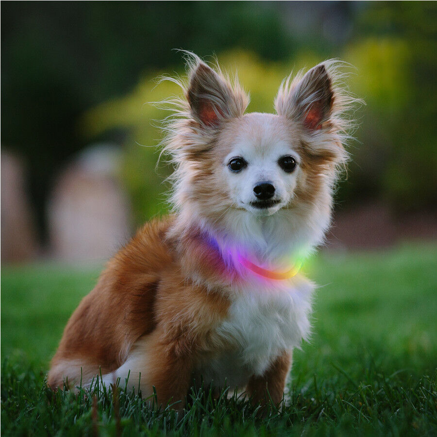 Nite Ize Nite Howl Disc-O-Select LED Mini Coleira para c&atilde;es, , large Imagem n&uacute;mero 2