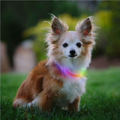 Nite Ize Nite Howl Disc-O-Select LED Mini Coleira para cães