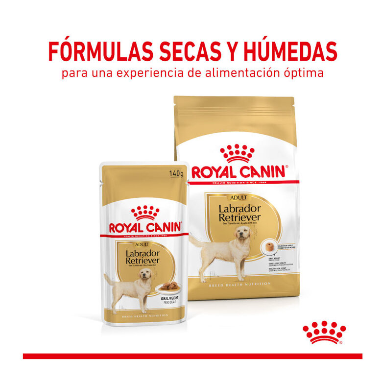 140 g Saquetas Royal Canin Labrador 140g,  Imagem número 3 140 g Saquetas Royal Canin Labrador 140g, , large Imagem número 3