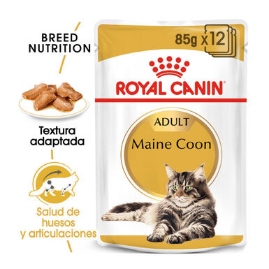Royal Canin Maine Coon alimento húmido para gatos