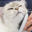 Catit Grooming Kit de cuidado para gatos de pelo longo, , large Indicador imagem número 2